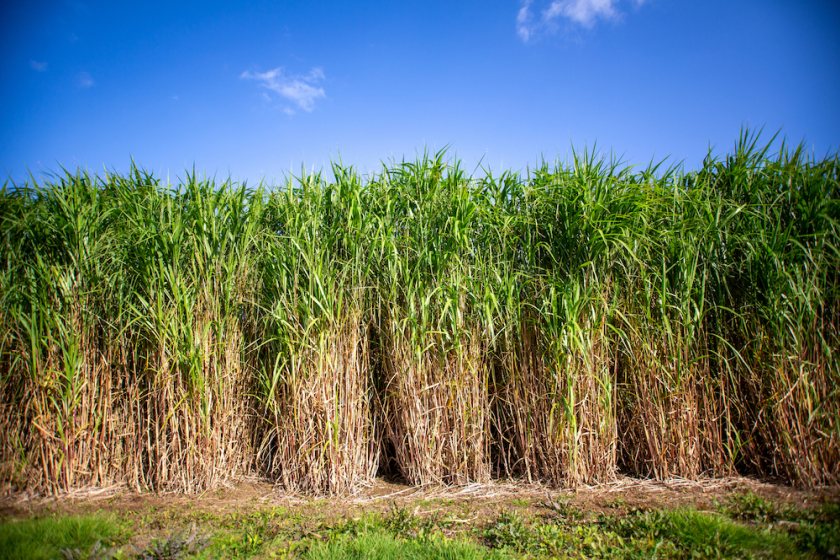 Miscanthus is a hardy perennial grass crop originating from South East Asia, grown for bioenergy production