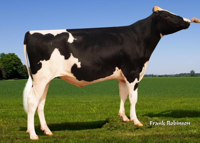 Holstein sire Genosource Captain affirms his place by smashing the £1,000 barrier for Profitable Lifetime Index (£PLI)