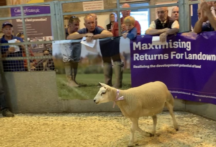 Donated Beltex X theave helped raise thousands of pounds at Rugby Farmers Mart's first annual breeding sheep sale