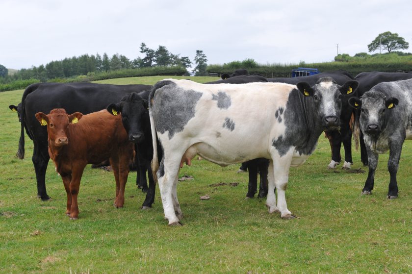 During a recent open day at Cefngwilgy Fawr, the family stressed how important a feed budget was to their farm, and to every farm