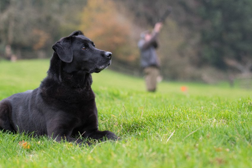 In addition to the rising cost of inputs such as labour, feed and fuel, game shoots across the UK have been impacted by avian influenza