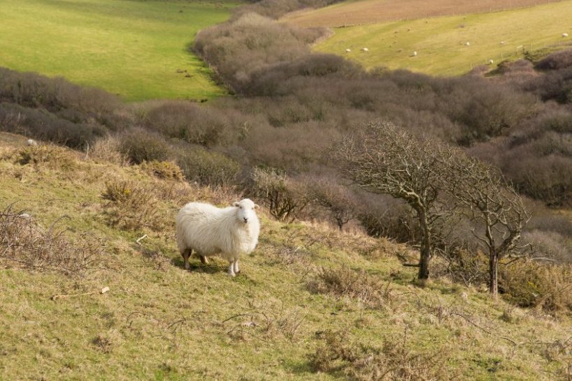 A new report has found restoring habitats on the least productive agricultural land could drive up UK farming incomes