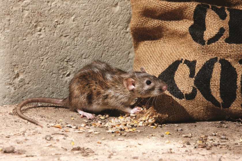 Research by BASF has revealed that the vast majority of farmers are not aware of rodenticide resistance on farms