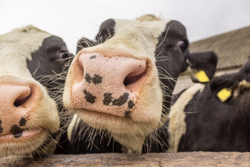 On farm, Arla's dairy farmers will make a range of changes to reduce emissions, including the protein levels in a cow’s diet