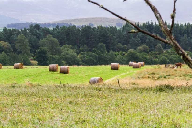 The study forecasts that climate change will reduce spring hay yield by a further 20-50 percent between 2020 and 2080
