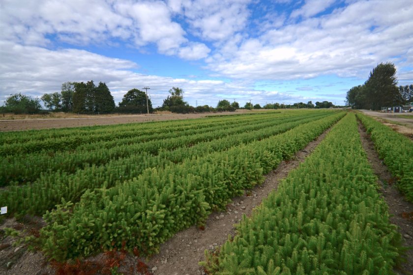 Timber is in huge demand globally and the UK currently imports 80% of its needs