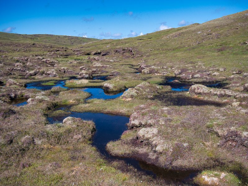 The new £5 million fund will support the uptake of paludiculture, which is the practice of farming on rewetted peatland
