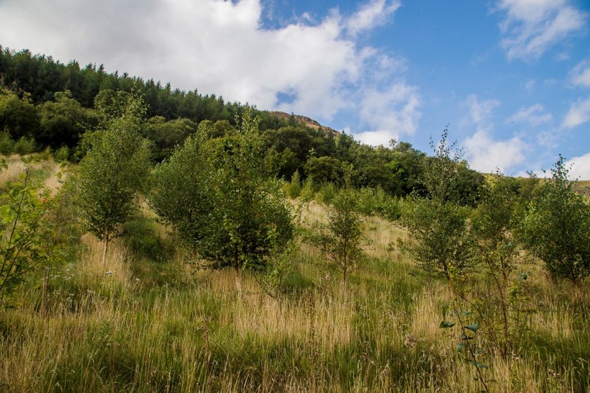 Both schemes will provide grants towards tree planting and 12 years of maintenance support (Photo: Welsh government)