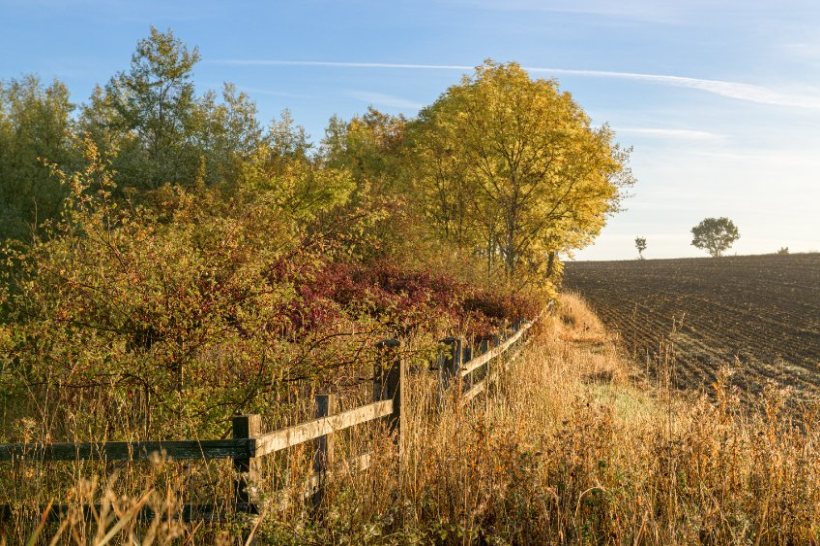 A new £32m fund was launched last week to help Welsh farmers plant 86 million trees by the end of the decade to curb climate change