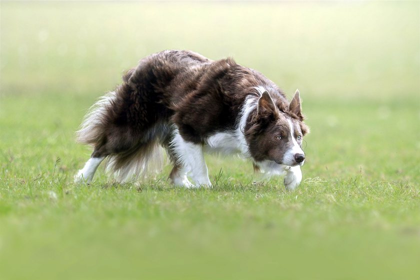 Part-broken lilac and white Emma Gray bitch claims the £5,600 top price at Skipton Auction Mart's online-only working sheepdog sale