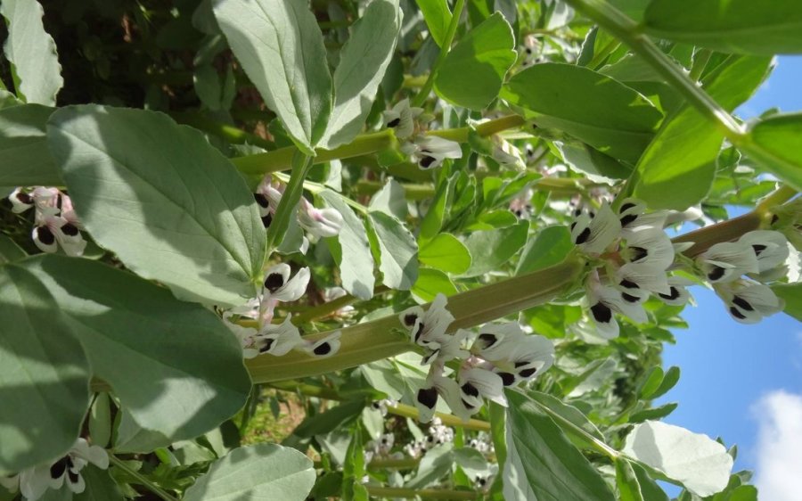 The scheme focuses on growing combinable beans, peas and sweet lupins in Northern Ireland (Photo: DAERA)