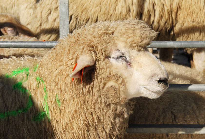 Grants have been announced to help keep Northern Ireland's agricultural shows afloat following the Covid-19 pandemic