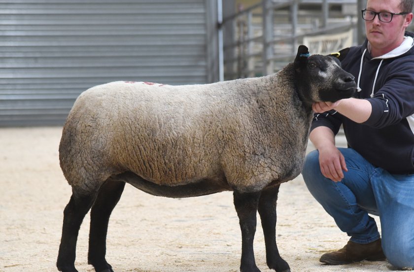 Scottish breeder John Graham, of Stirling, with the Alexanders’ 5,000gns top price shearling ewe at the Skipton Blue Texel event
