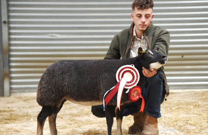 Jayden Clamp with the Skipton Badger Face Texel reserve champion and 1,600gns top price