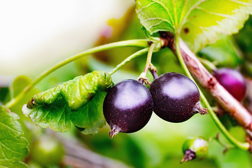 The Blackcurrant Foundation, which consists of 35 growers, said a major concern this year was that berries were not able to cling on to the bushes