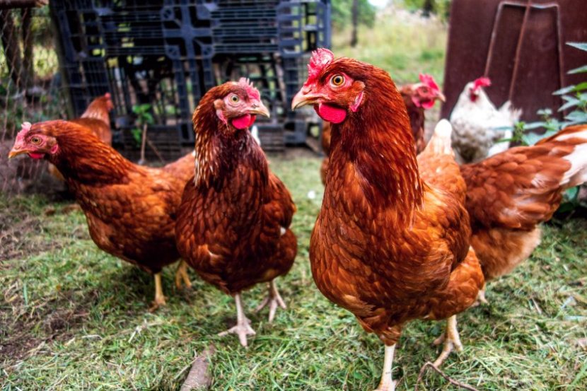 Since late October 2021, the UK has faced its largest ever outbreak of bird flu with over 145 cases confirmed across the country