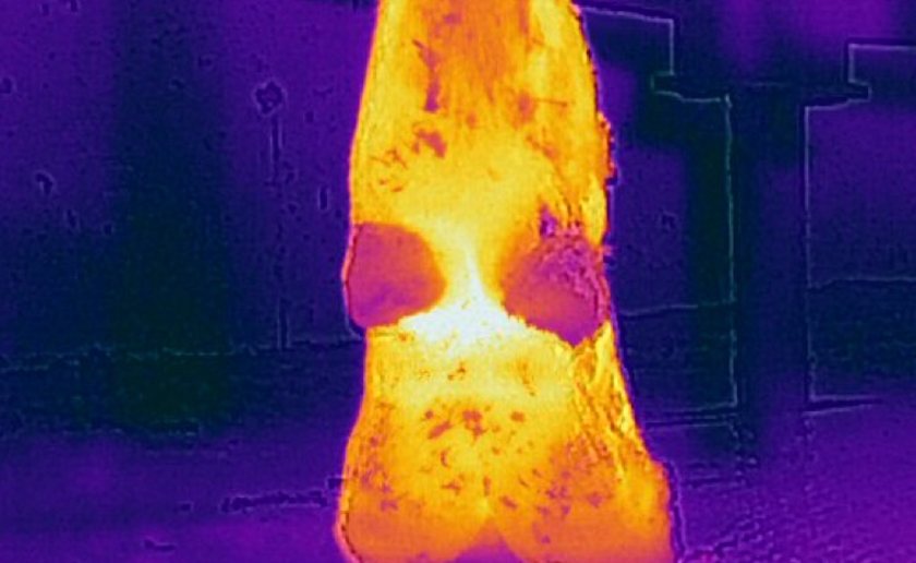 Researchers compared the thermal images of 83 cows’ hind feet, captured with both high and low cost thermal imaging devices