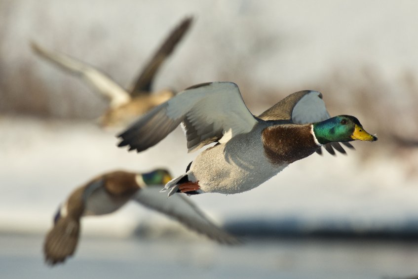 Since late October 2021, the UK has faced its largest ever outbreak of bird flu with nearly 150 confirmed across the country