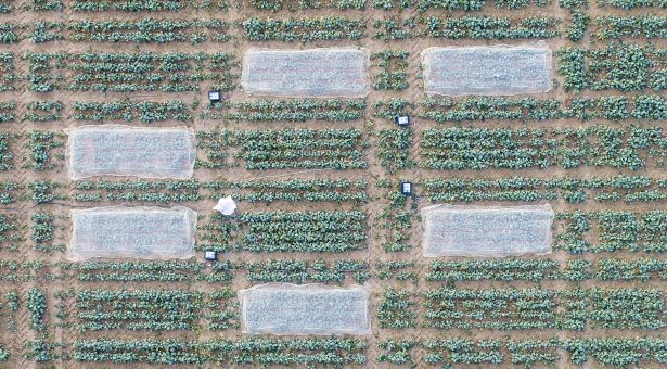 Innovative experiments using temperature-controlled field plots were used in the research (Photo: John Innes Centre)