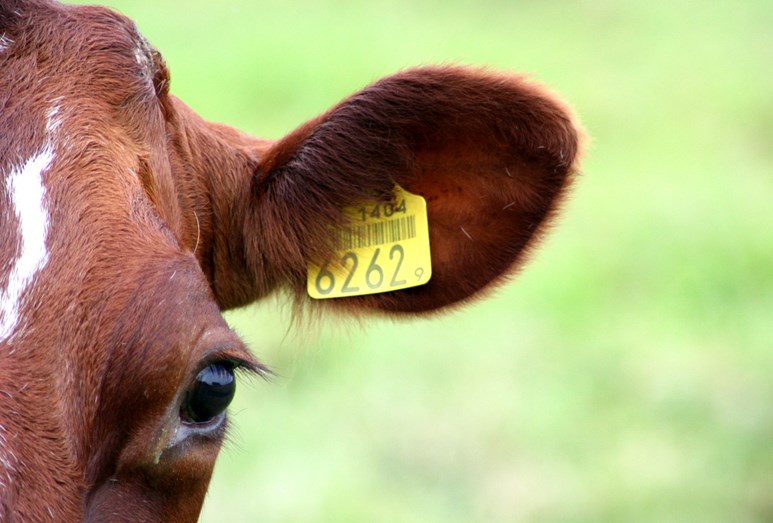 Researchers are investigating what makes applying cattle and sheep ear tags difficult and what causes ear tags to fall out (Photo: SRUC)