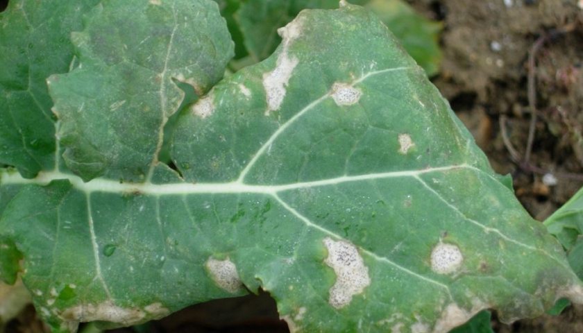 Farmers have been told to check the phoma leaf spot forecast for an estimate of risk (Photo: AHDB)