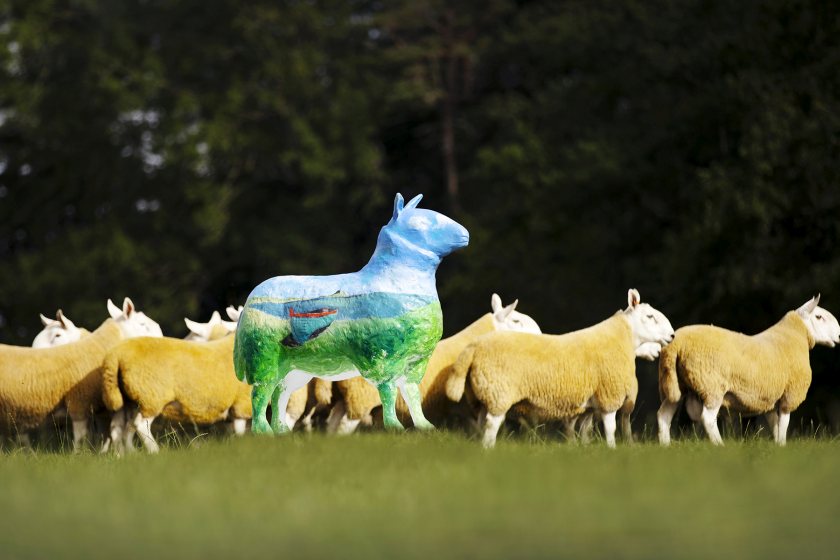 The campaign has been launched to celebrate the return of Golden Shears world sheep shearing championships