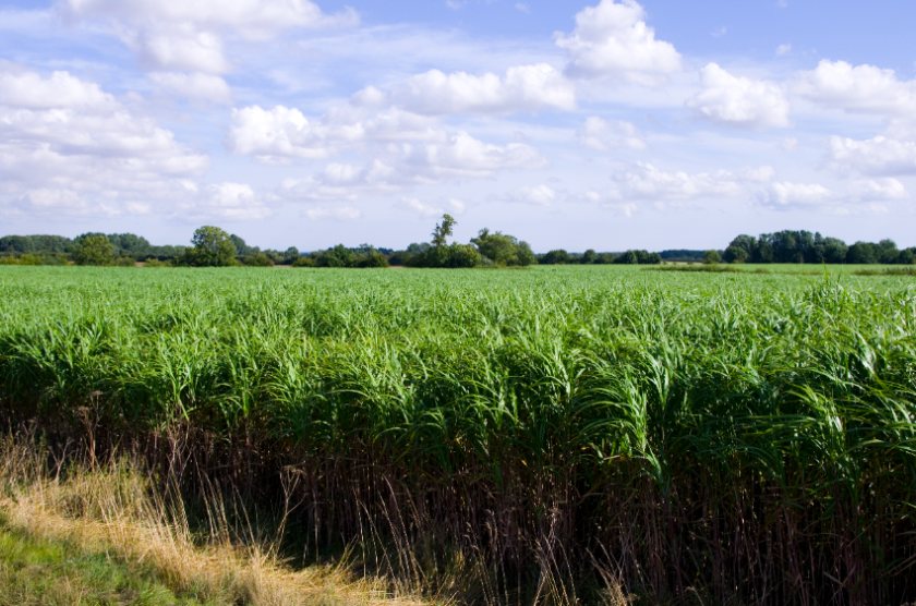 Biomass crops are fast growing, high yielding and grown in dense plantations of up to 20,000 plants per hectare