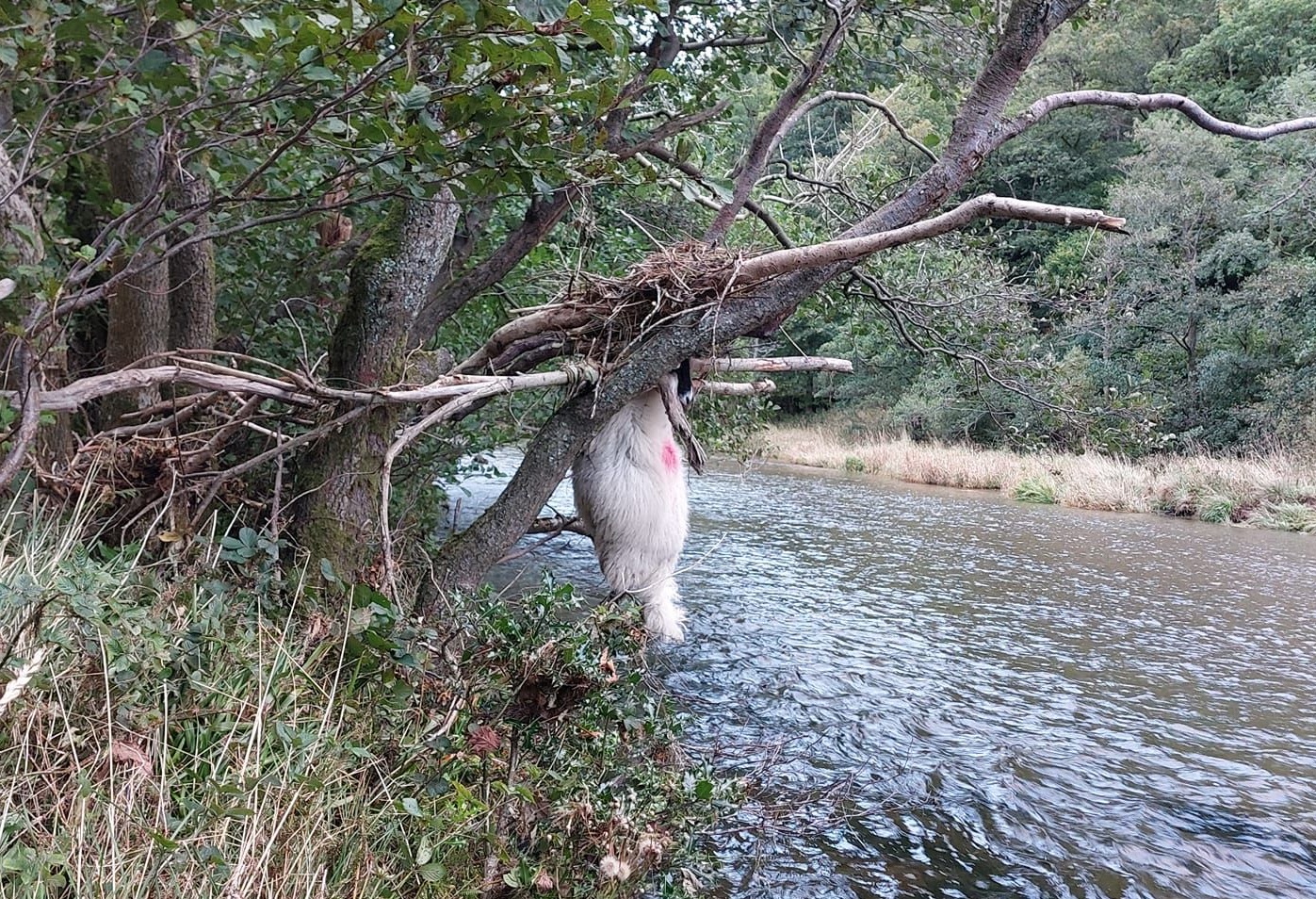 The water rose to over 1.5 metres deep when the River Derwent burst its banks, killing nearly 60 sheep