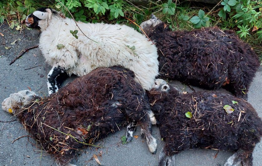 The cost of losing their stock is expected to run into tens of thousands of pounds