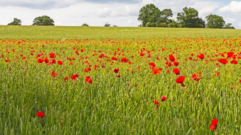 The UK's Countryside COP will be held 10-14 October, four weeks before the start of the UN's Climate Change Conference in Egypt