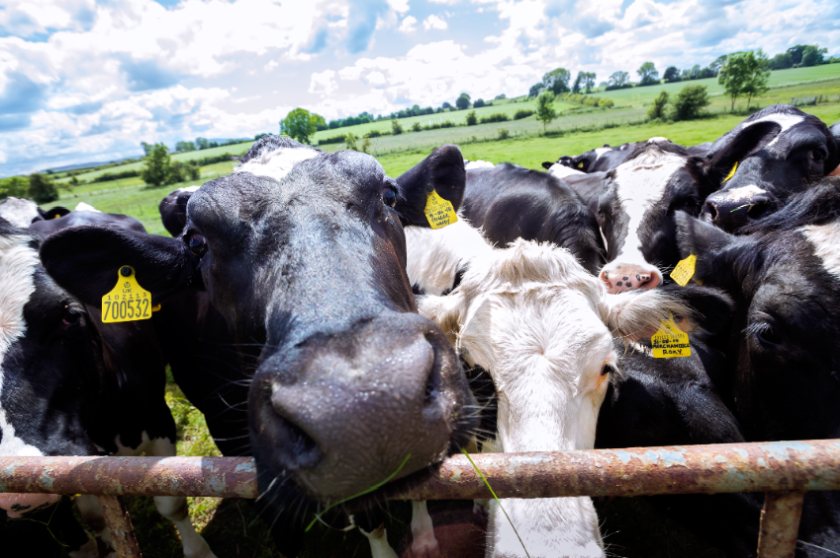 Average comparable farm profits increased to £371 per cow in the year to 31 March 2022, Old Mill's report shows