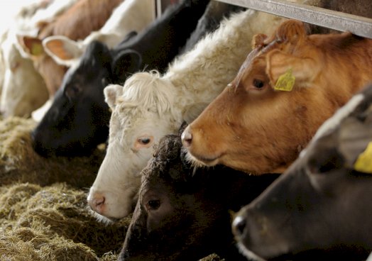 Results of a survey by Agrisearch and the UFU has highlighted the challenges farmers in Northern Ireland are facing