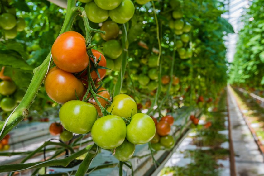 The industry is being consulted on ways to expand large modern glasshouses and vertical farms in the UK