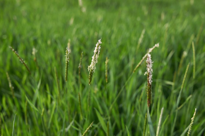 Backrow Max – manufactured by UK adjuvant supplier Interagro – has been approved by the chemical regulator