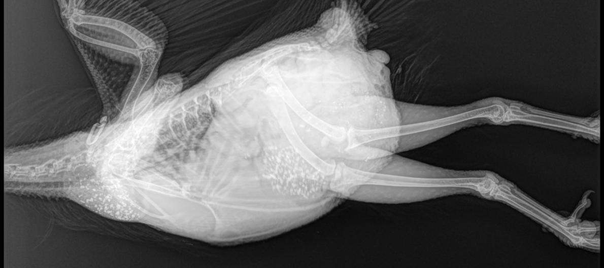 UK researchers say the imaging procedure provides a reliable, efficient way to inform the selection of laying hens (Photo: Roslin Institute)