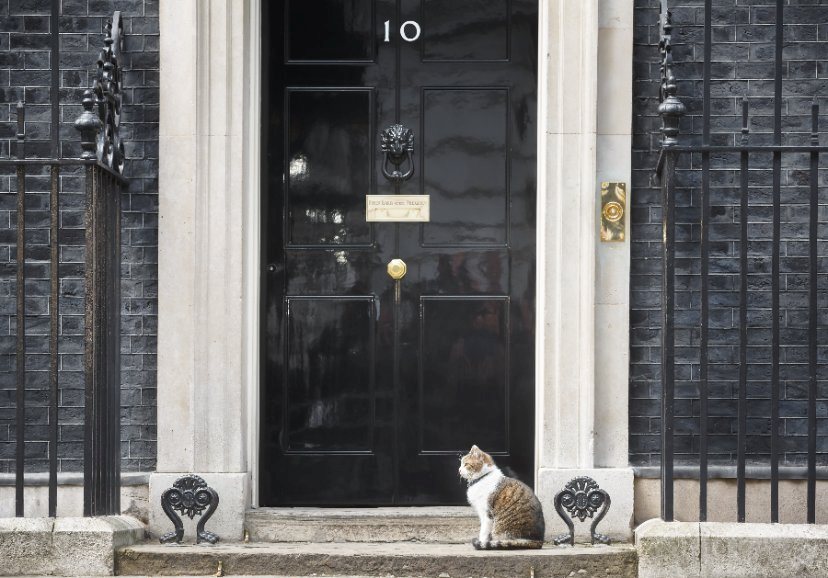 The National Sheep Association said it was  'troubled by the chaos' of UK government and the impact this had on future farming policy