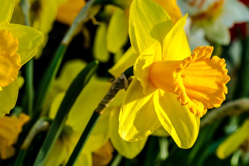 Researchers who took part in the project say growing more daffodils could offer new economic benefits for farmers