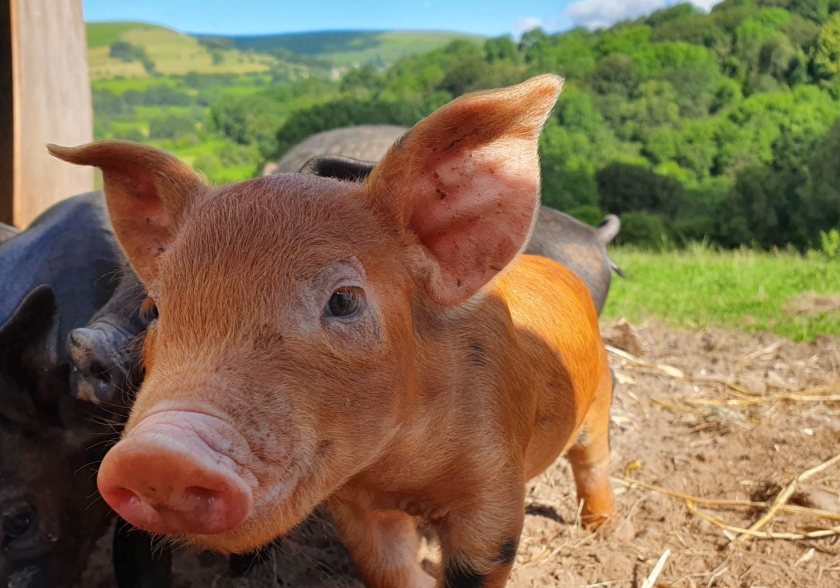 The new tool allows farmers to benchmark their business by recording their inputs, outputs, and herd performance over a set period