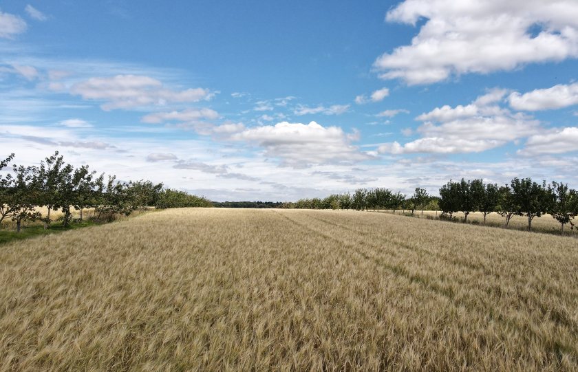 The new report details how a major uptake in agroforestry systems is 'essential' to meet nature and climate targets