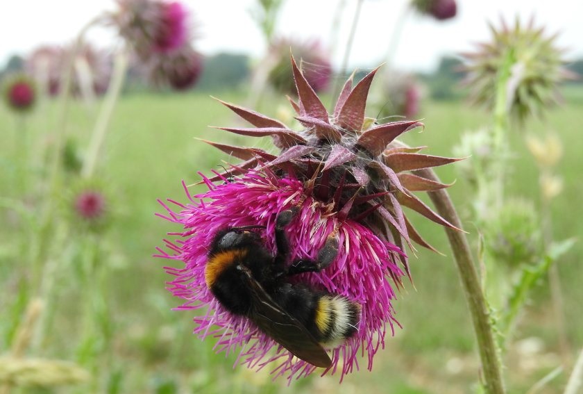 As part of the certification scheme, farmers make at least 10% of their farmed land available to a range of nature habitats