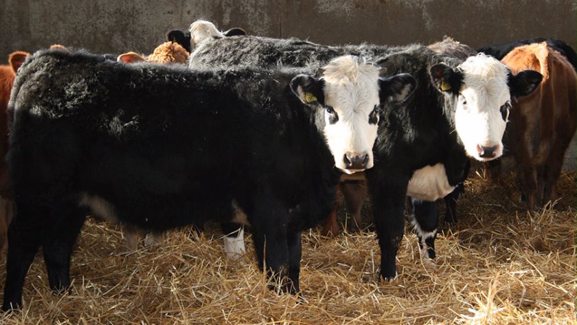 Unnecessary blanket treatments are a waste of farmers’ time and can encourage anthelmintic resistance, experts have said (Photo: COWS)