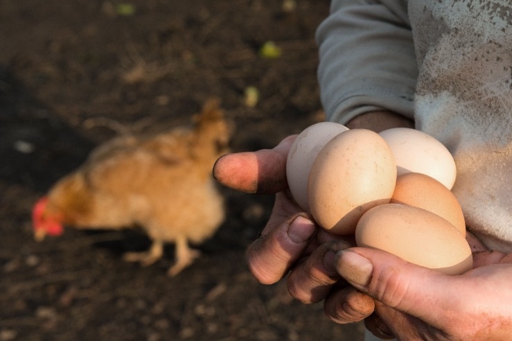 The housing measure, rolled out today, legally requires all poultry farmers and keepers in England to keep their birds indoors