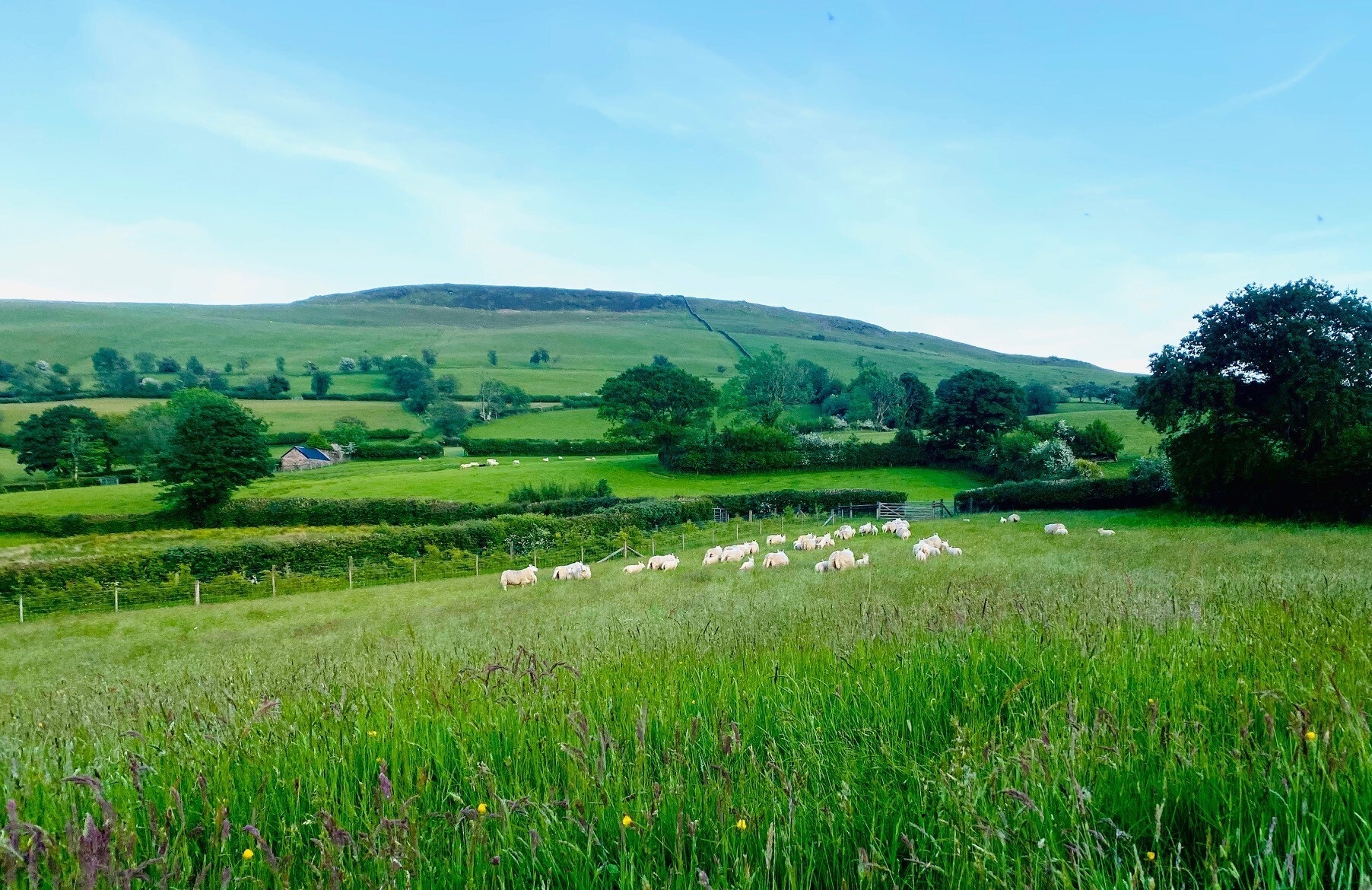 Sheep sector boasts benefits of grassland as COP27 begins