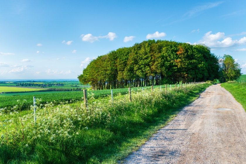 Trees within the farming landscape can come in many different forms, says Sarah Radcliffe, forestry manager for H&H Land & Estates