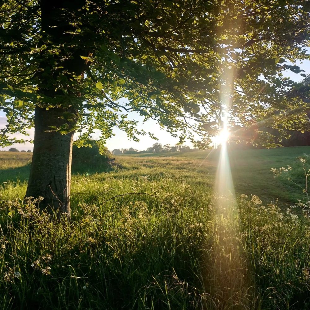 (Photo: 'A new dawn' by Megan Lock, Martin Down Farmers Calendar 2023)