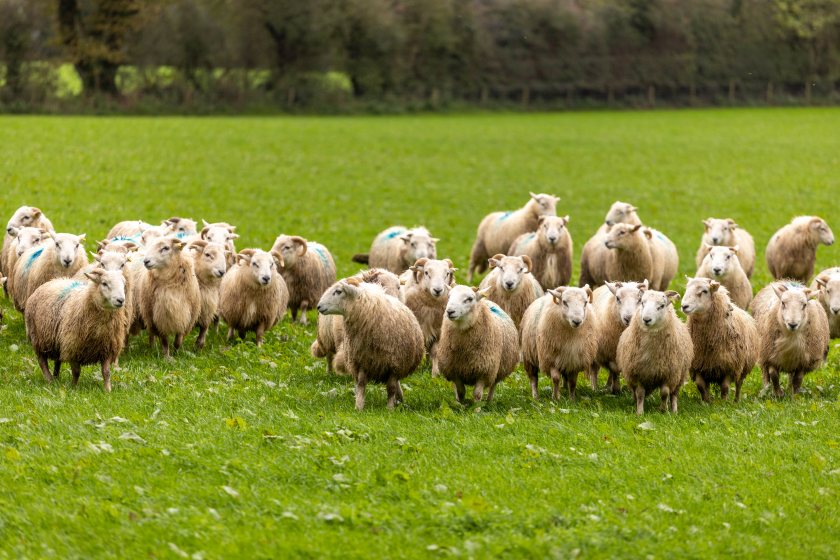 The trial showed a cost benefit of up to £3.36/head from supplementing lambs with trace elements post-weaning