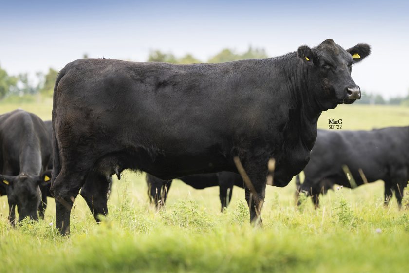 A cow and calf outfit led the prices at the 9 November reduction sale, netting a combined 7,800gns