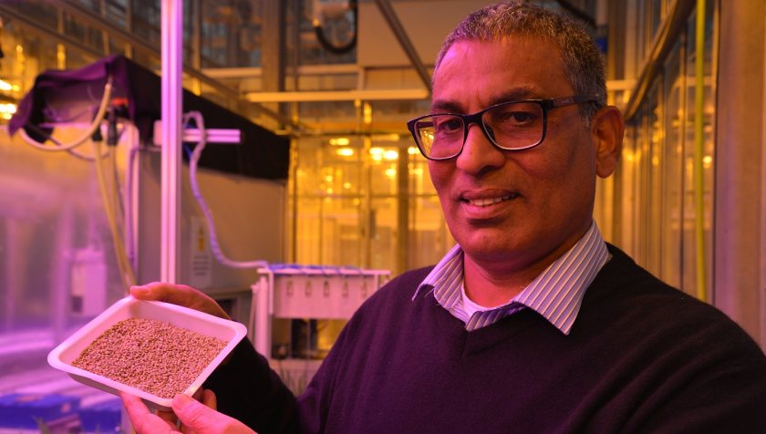 The crop, developed at Aberystwyth University, is set to help African farmers feed people in the face of climate change