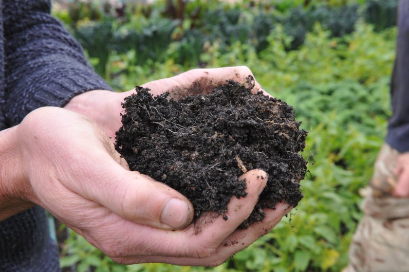 Biochar, a type of charcoal produced during pyrolysis and known to increase carbon sequestration, was put to the test on four sites