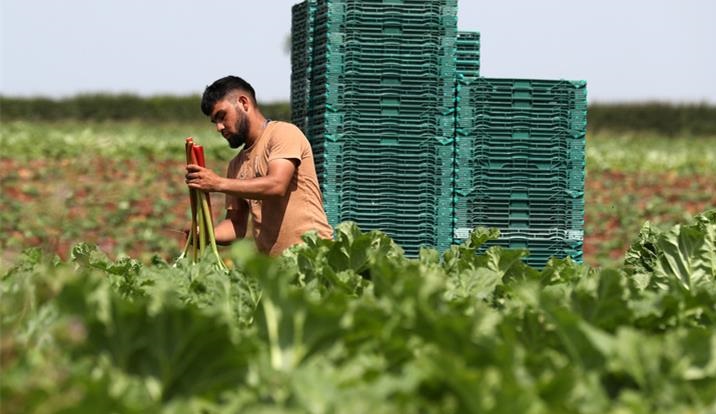 The NFU will send a letter to Immigration Minister Robert Jenrick amid concerns over the future of visas for seasonal workers (Photo: NFU)